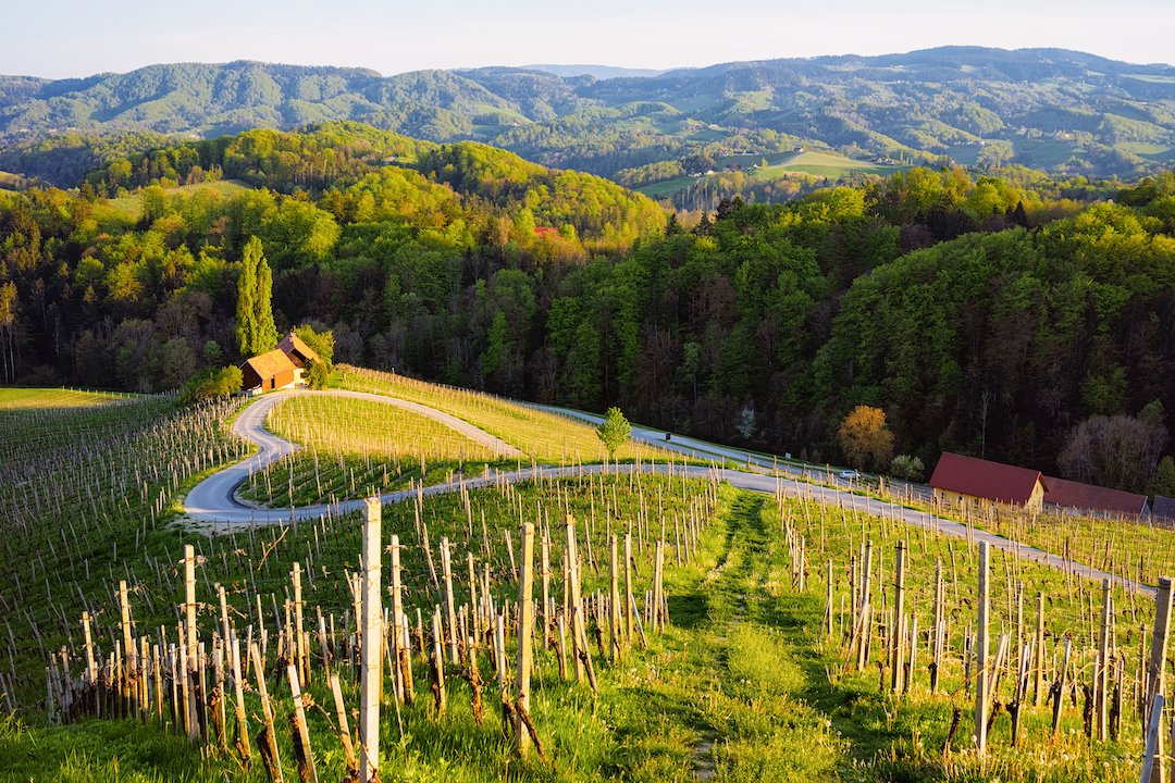 pola uprawy win w słowenii